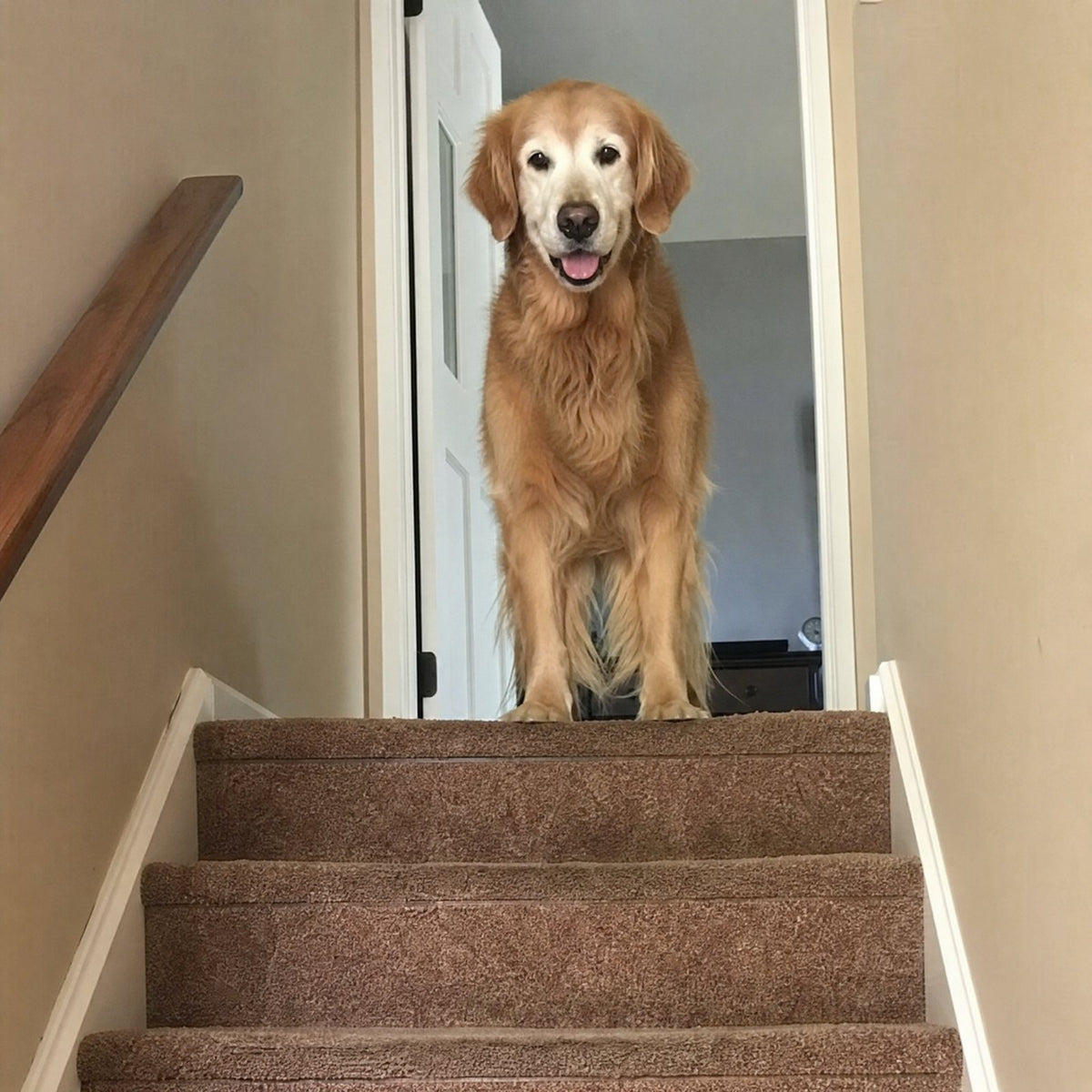 Golden retriever, 12