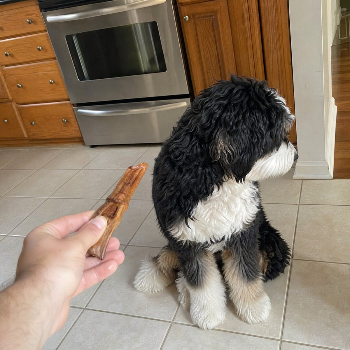 Sniffs the chew, walks away