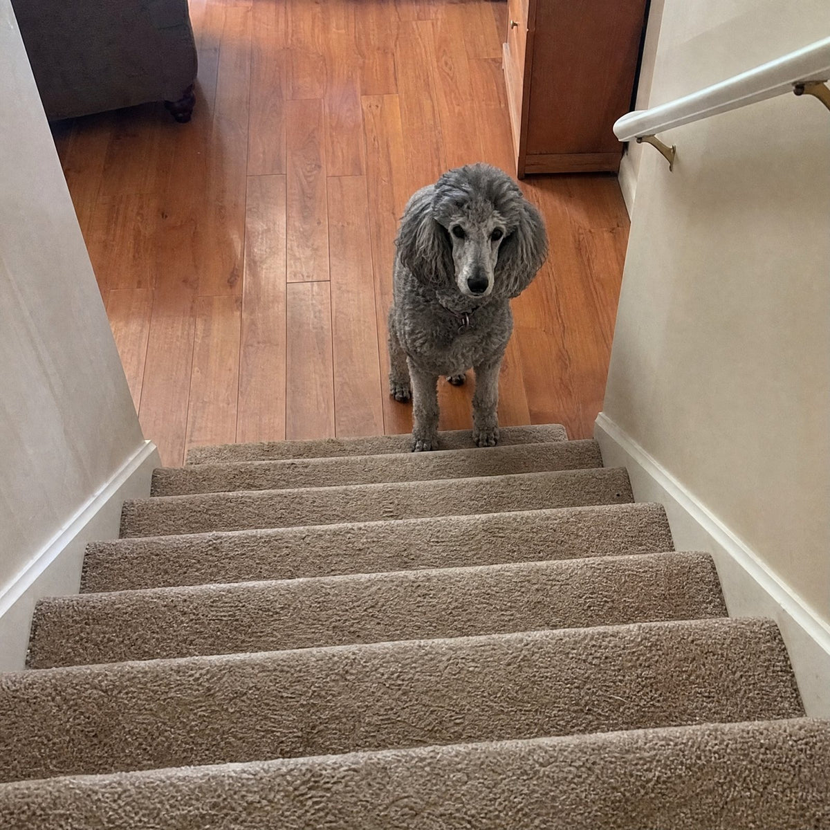 Slow to get up, stiff on stairs