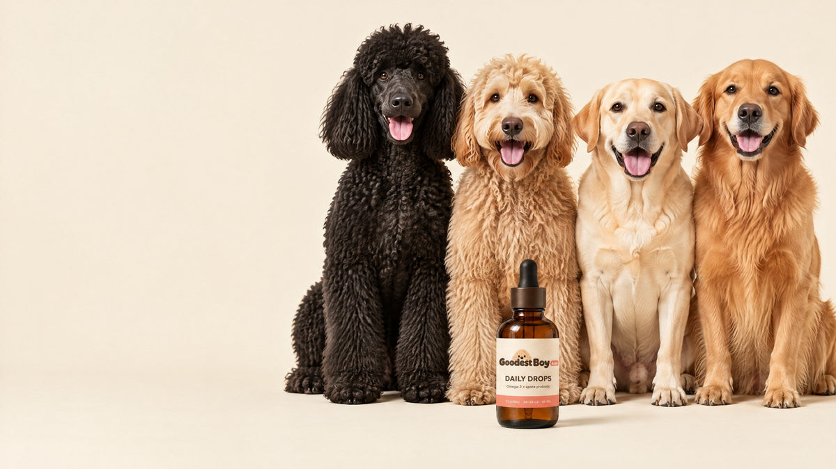 Poodle, doodle, Lab and golden sitting behind a bottle of Goodest Boy Daily Drops